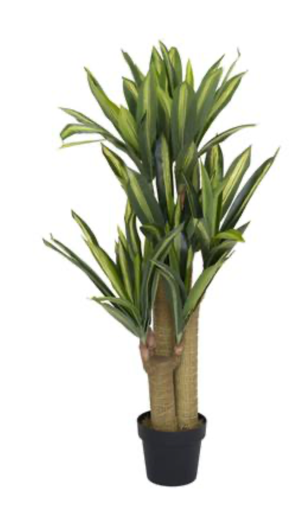 Dracena - Pottery Pots