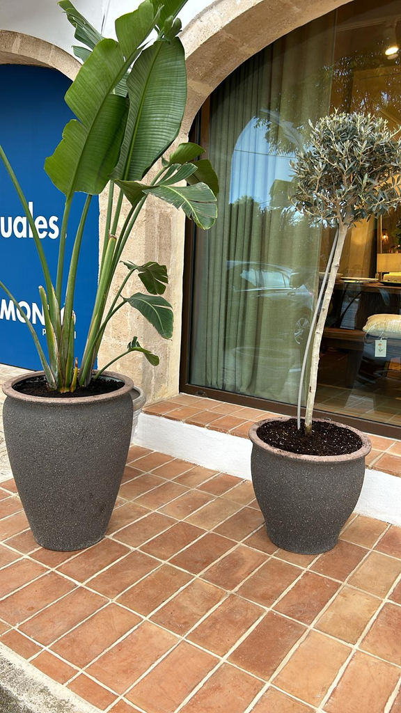 Plant Pot Combi - Artemis L Umber Brown + Olive Tree