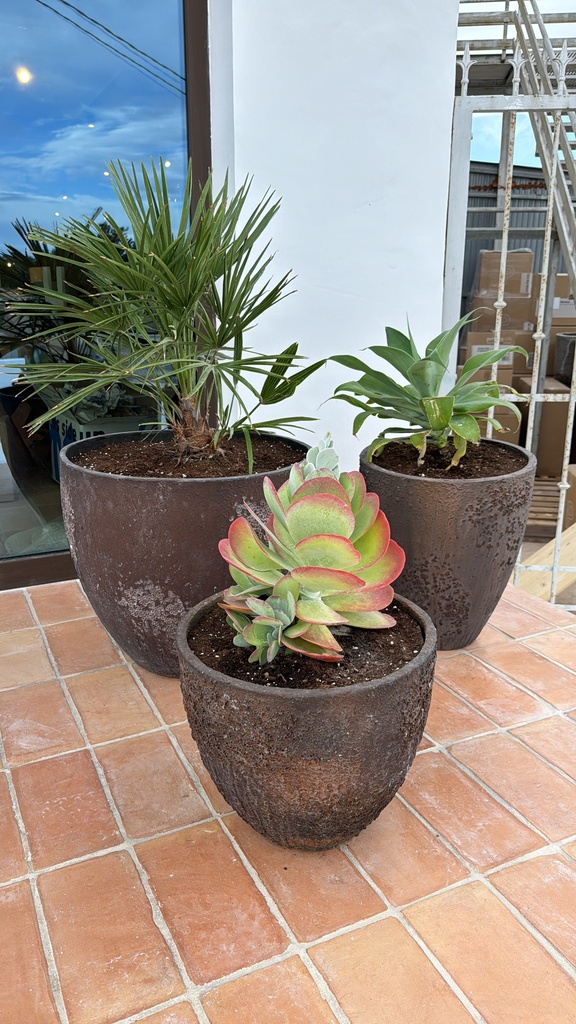 [R1259-48-19AG] Plant Pot Combi - Bernd M + Agave