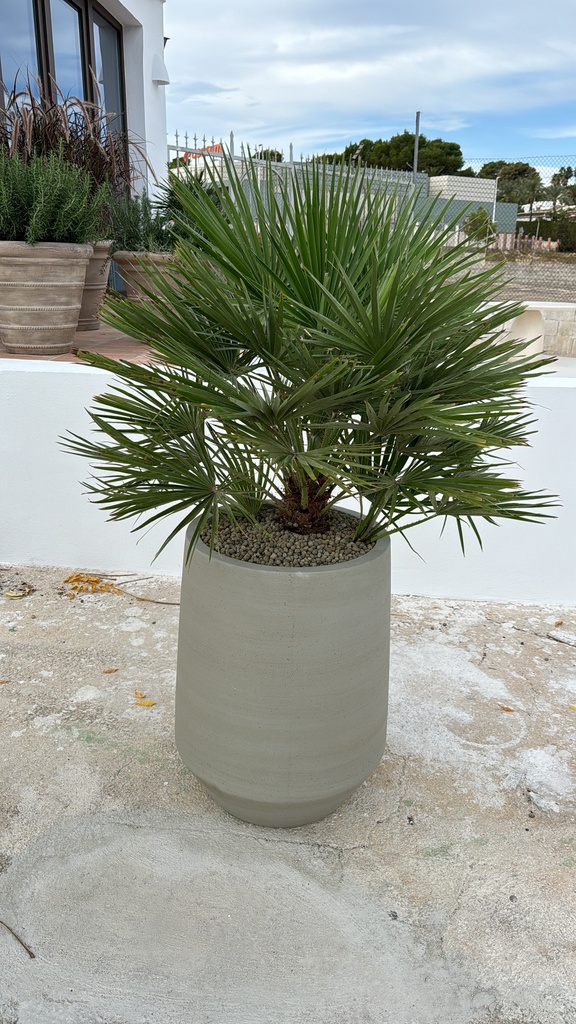 [P3101-68-90cha] Plant Pot Combi - Harith High L Beige Washed + Chamaeopsis
