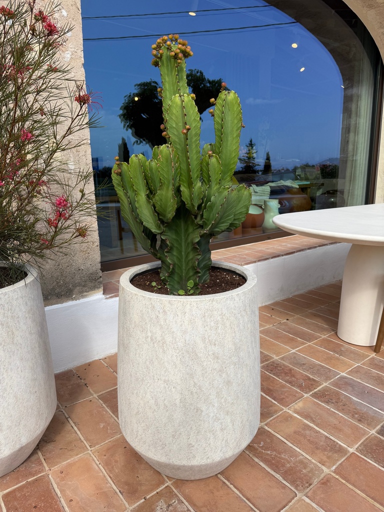 Plant Pot Combi - Harith High L Mineral + Euphorbia Ingens