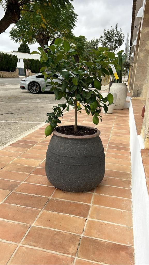 Plant Pot Combi - Hestia L Umber Brown + Limonero