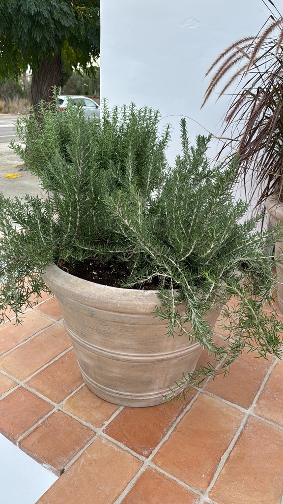 [R3200-43-95ROZ] Plant Pot Combi - Kyra L + Rozemary