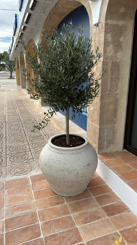 [P3205-57-98OT] Plant Pot Combi - Zeus L + Olive Tree
