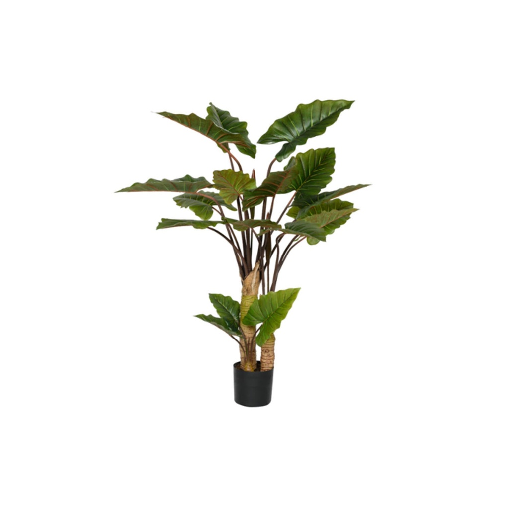 Alocasia M - Pottery Pots