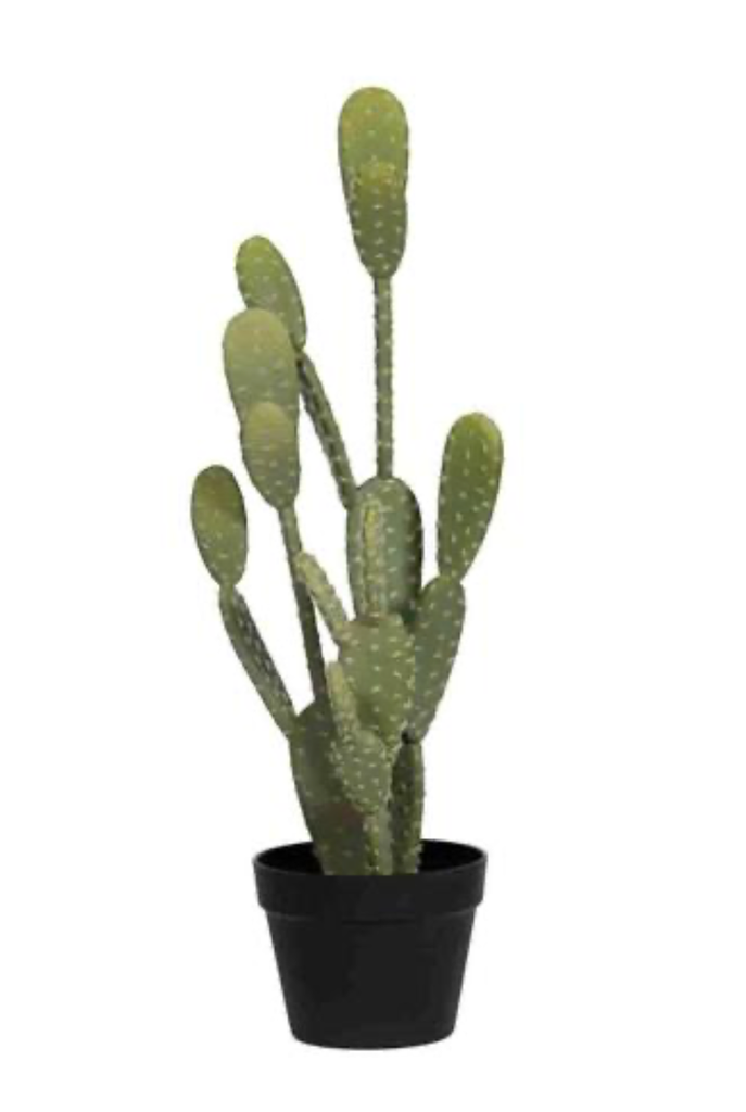 Cactus Opuntia - Pottery Pots