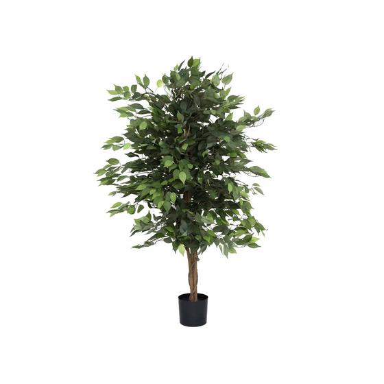 Ficus Tree - Pottery Pots