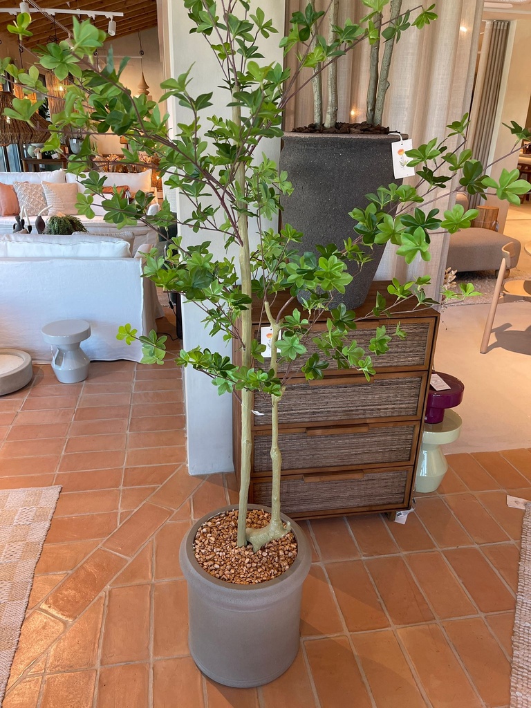 Max Classic + Enkianthus perulatus - Pot Plant Combination