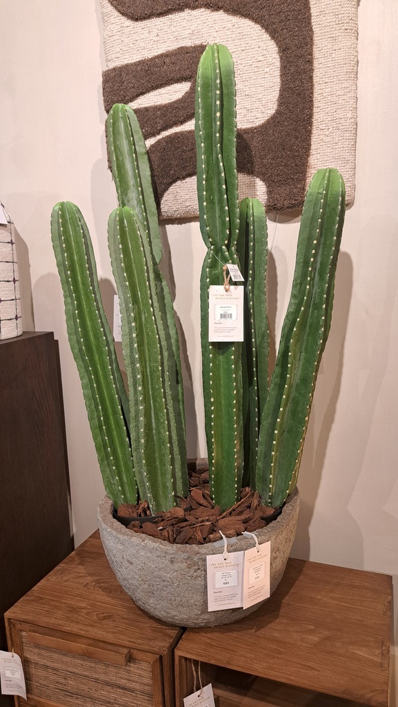 MT - Francis - Cactus Combination - Pottery Pots