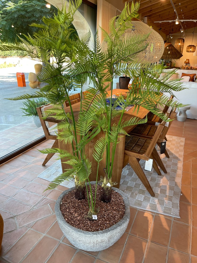 Mt Francis + Fern - Pot Plant combination