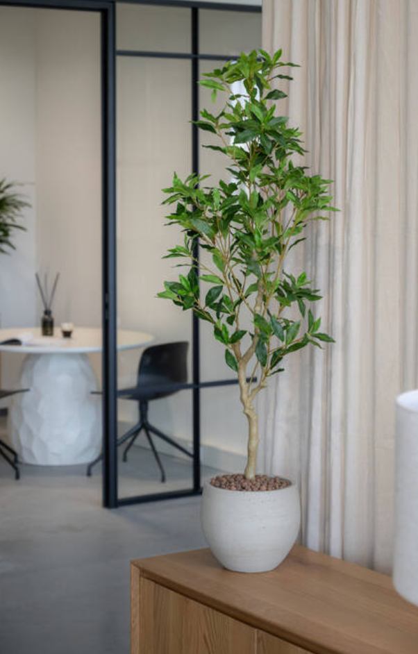 Pieris - Pottery Pots