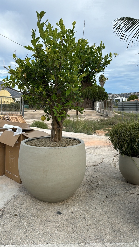 [R1188-S1-90CT] Plant Pot Combi - Jumbo Orb M Beige Washed + Lemon Tree