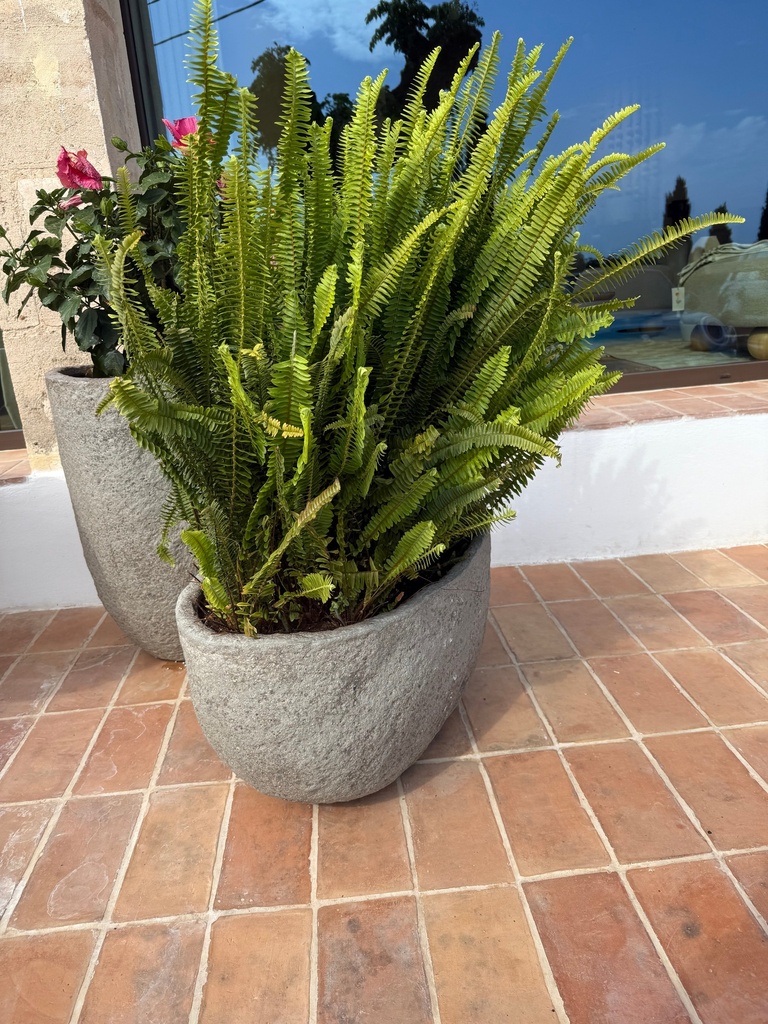 Plant Pot Combi - Mt. Hunter L + Nephrolepis Cordifolia