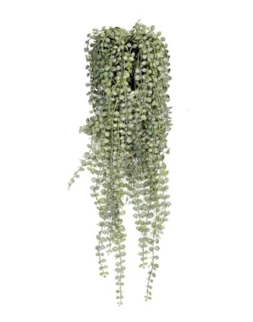 Senecio - Pottery Pots