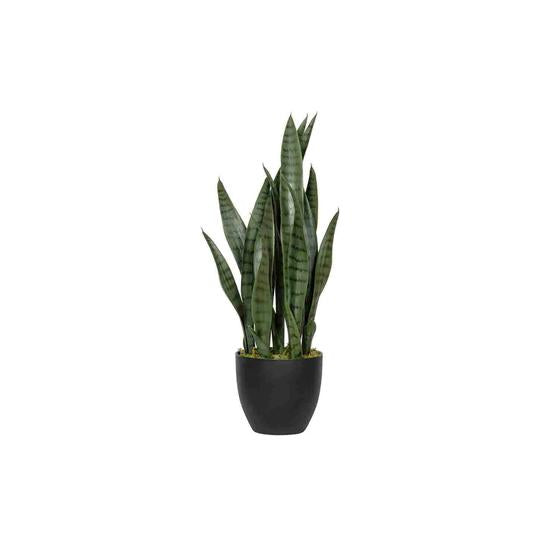 Sansevieria  - Pottery Pots