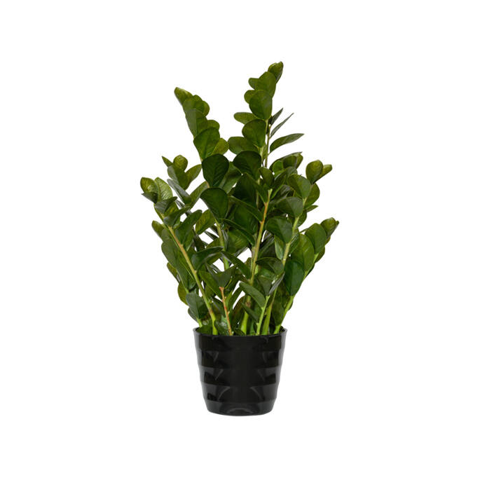 Zamioculcas - Pottery Pots