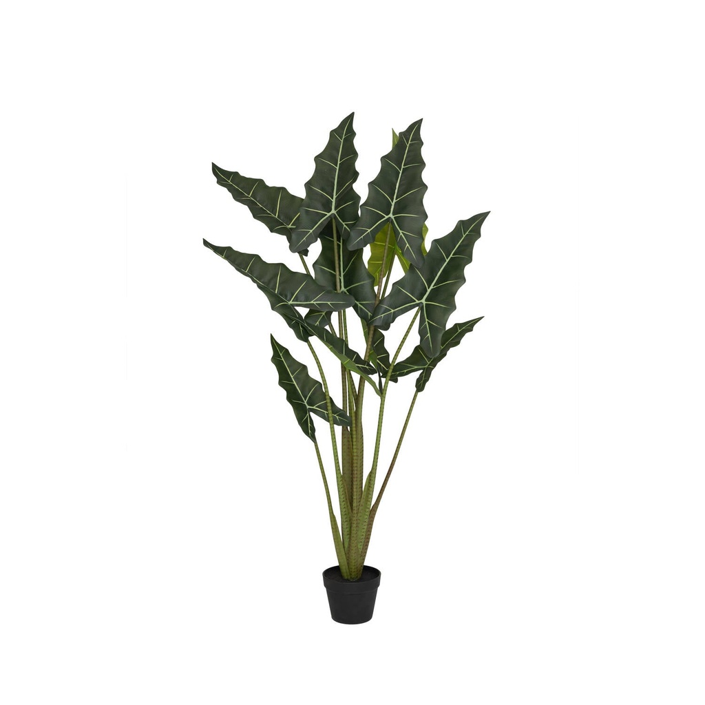 Alocasia Taro - Pottery Pots