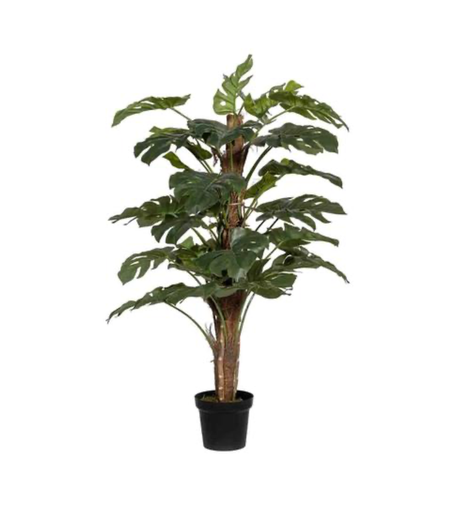 Monstera Pertusum - Pottery Pots